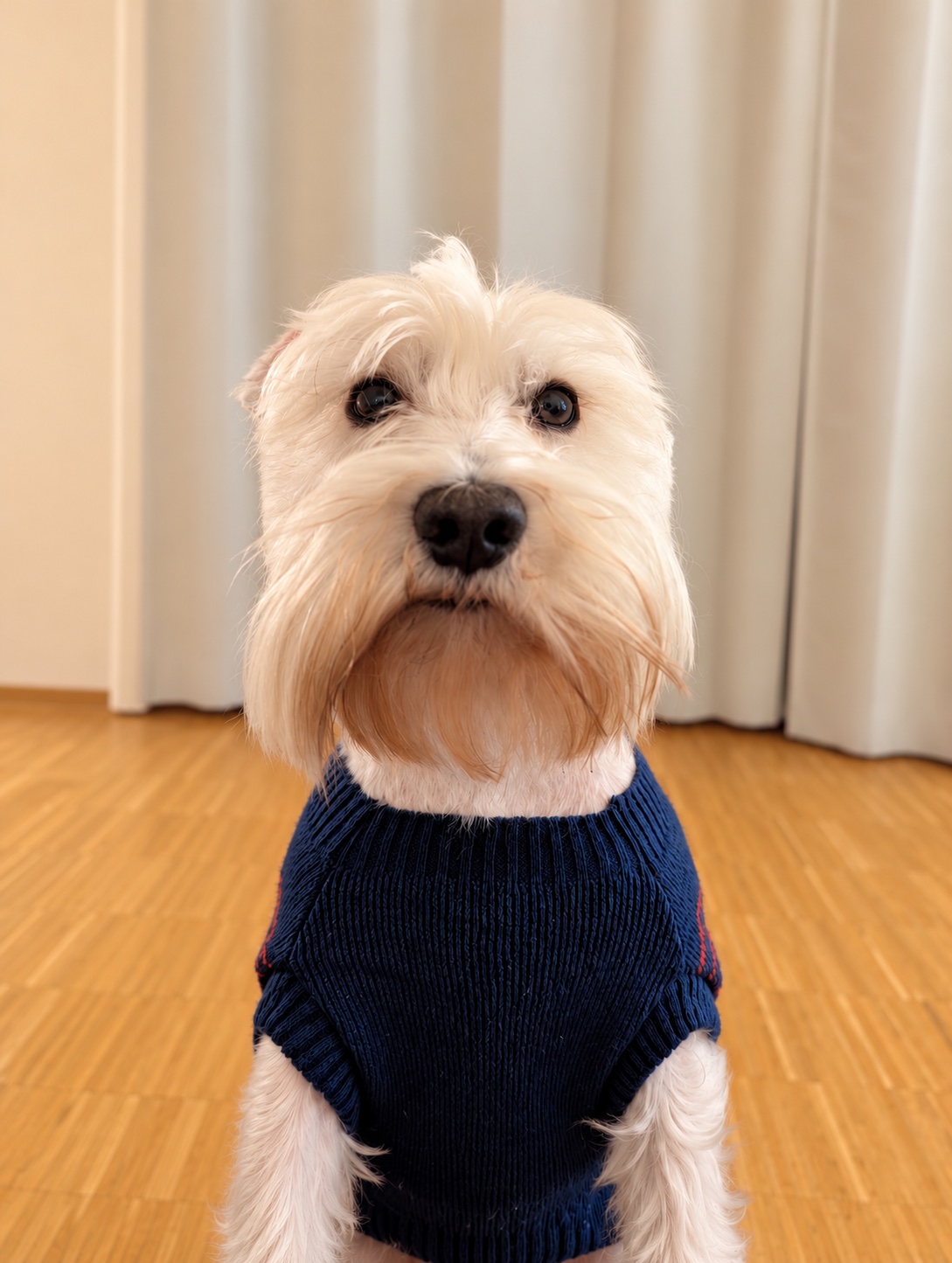 Loui, our white mini schnauzer, wearing a navy sweater